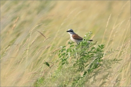 <p>ŤUHÝK OBECNÝ (Lanius collurio) - jižní Morava ---- /Red-backed shrike - Neuntöter/</p>